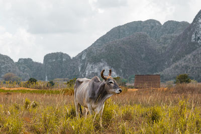 Bison standing in a field