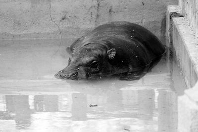 Hippopotamus resting in lake at zoo