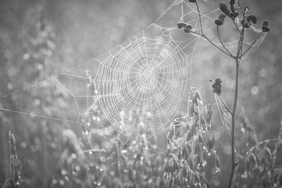 Close-up of wet spider web