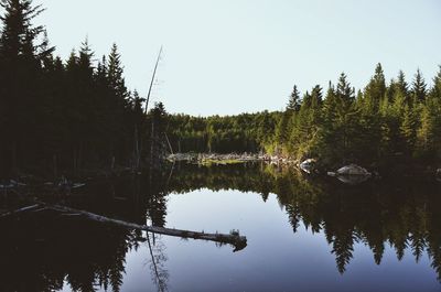 Reflection of trees in lake against clear sky