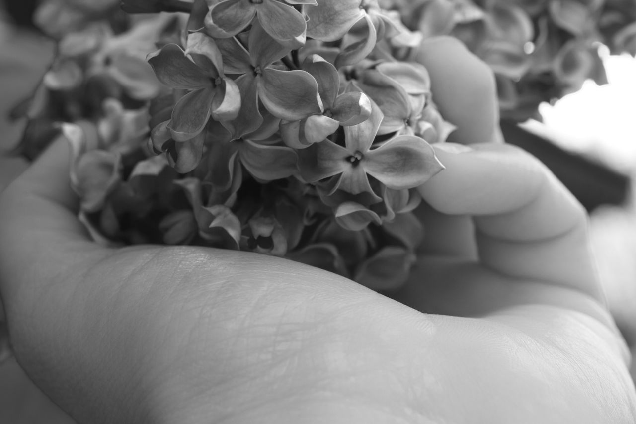 CLOSE-UP OF HAND ON FLOWER