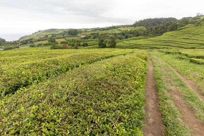 Scenic view of agricultural field against sky