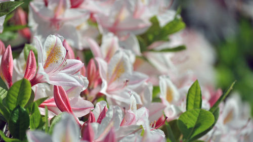 Close-up of pink flowering plant