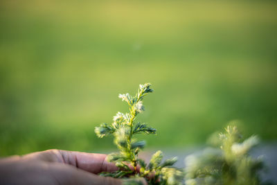 Close-up of hand holding plant