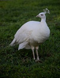 Close-up of bird perching on field