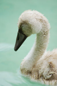 Close-up of cygnet swimming in lake