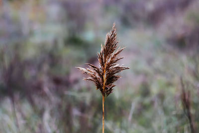 Close-up of wilted plant on field