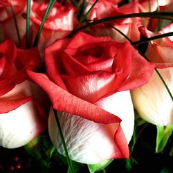 Close-up of pink rose