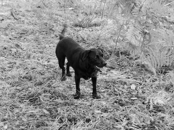 Dog on grassy field