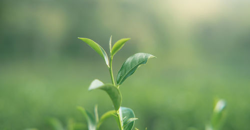 Close-up of plant growing on field