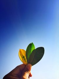 Close-up of hand holding leaf against clear blue sky