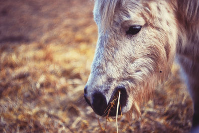 Close-up of a horse on field