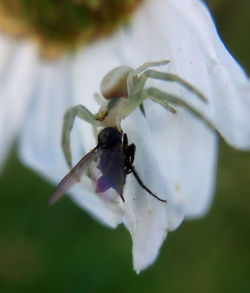 Close-up of insect on white flower
