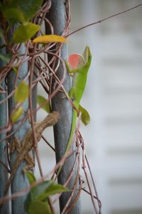 Close-up of butterfly perching on branch