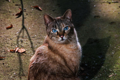 Close-up portrait of cat