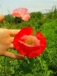 Cropped image of hand touching red flower blooming on field