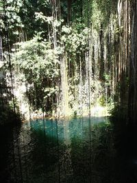 Reflection of trees in water