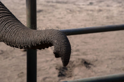 Close-up of elephant trunk