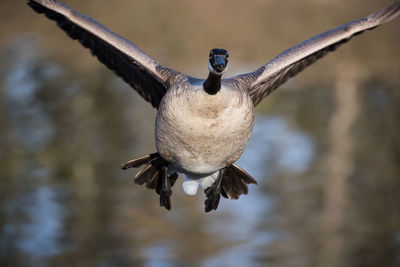 Close-up of bird flying over lake