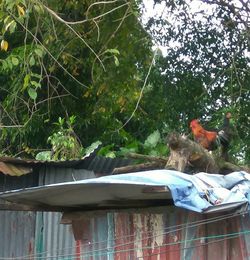 Close-up of bird perching on tree