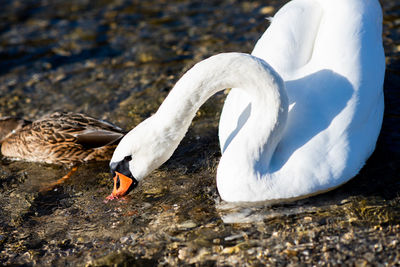 Close-up of swan drinking water