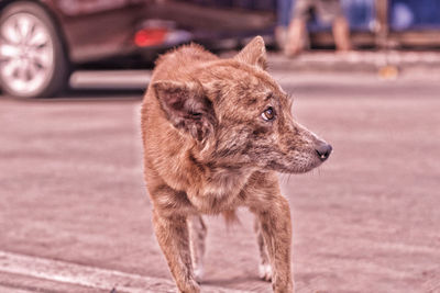 Close-up of a dog looking away in city