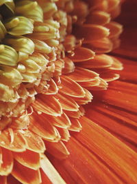 Close-up of orange flower