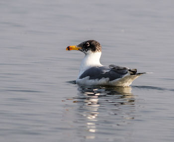 Close-up of duck swimming in lake