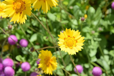 Close-up of yellow flowers blooming outdoors