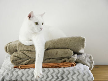 White cat resting on stacked towels by wall