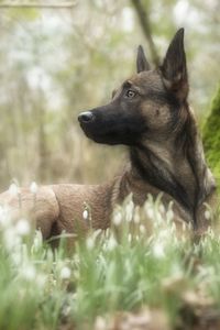 Dog looking away on field