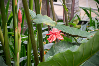 Close-up of pink flowering plant