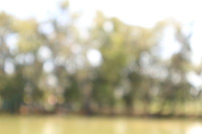 Defocused image of trees against sky