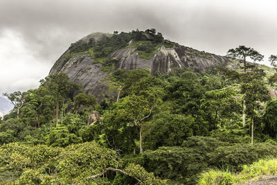 Low angle view of trees on mountain against sky