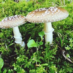 Close-up of mushroom growing in field