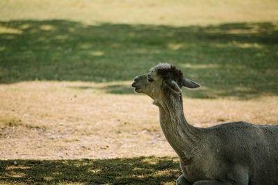 Side view of horse on field