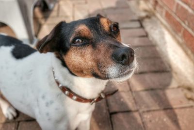 Close-up of dog standing on street