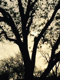 Low angle view of bare trees against sky