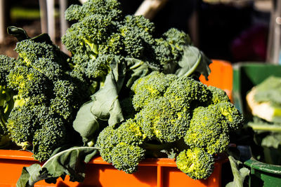 Close-up of broccoli