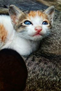 Close-up portrait of a kitten