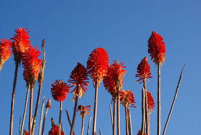 Low angle view of red flowering plants against clear blue sky