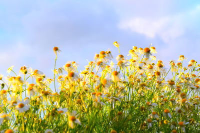 Close-up of yellow flowering plants on field against sky