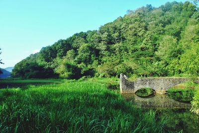 Trees on field against clear sky