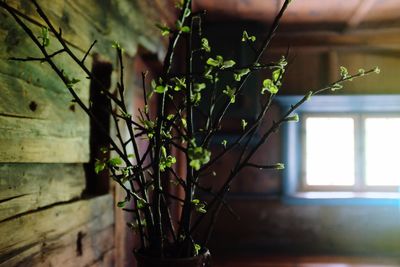 Close-up of ivy on plant at home