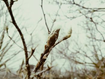 Low angle view of bare tree against sky