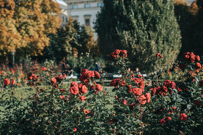 Close-up of red flowering plants against trees