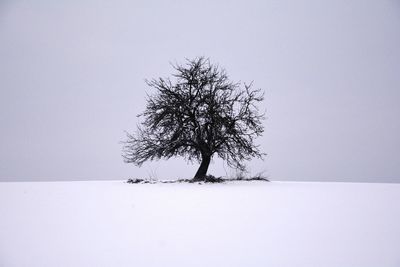 Tree in snow covered landscape against clear sky
