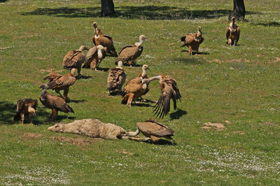 Flock of birds on field