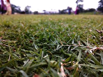 Close up of grass