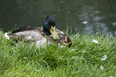 Close-up of duck swimming on lake